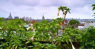 A Rooftop Garden Oasis In Brooklyn