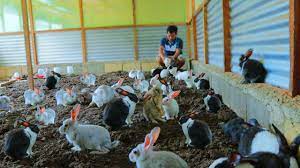 rabbit farming utilizing rabbit manure