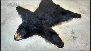 bear skin rug without head