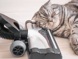 cat allergies top cleaning tips on how