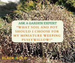 Thrives in areas that receive full sun, and requires moist soil for healthy plant growth Black Gold What Soil And Pot Should I Choose For My Miniature Weeping Pussywillow