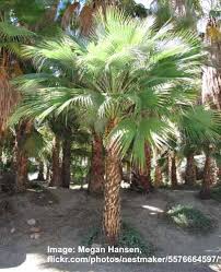 74 Types Of Palm Trees With