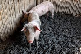 pig manure compost the benefits risks