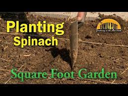 Planting Spinach In The Square Foot