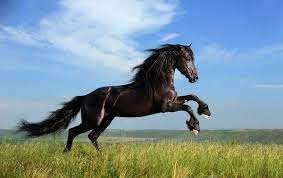 horses running images