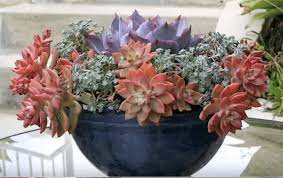 Colorful Succulent Container Garden