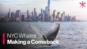 A key population of humpback whales is in recovery after it was pushed close to extinction by centuries of exploitation, according to a new study. Nyc S Whale Population Is Making A Comeback Youtube