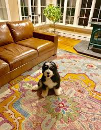 Their mother, josie, is a bernese mountain dog and their father, grimm, is a poodle. Massachusetts Bernedoodles 24 7 Live Puppy Cameras In A Kennel Free Environment