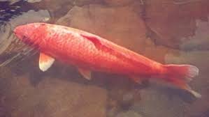 oldest koi fish was 226 years