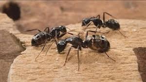 tips to get rid of carpet ants you