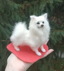 miniature of american eskimo dog