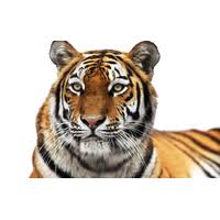 tiger free png photo images and clipart
