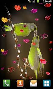 love birds live wallpaper for android