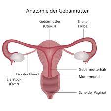 Als weibliche adnexe werden die anhänge der gebärmutter rechts und links bezeichnet, die aus eileiter und eierstöcken. Eierstockentzundung Adnexitis Symptome Therapie