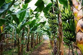 Apa ciri khusus pohon pisang dan cara berkembang biaknya posted: Ovcdft75jr0qzm