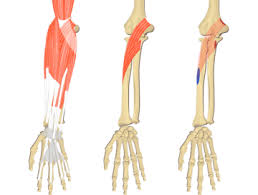 As seen in this forearm muscles diagram, the flexor muscles reside in the anterior compartment of the forearm, and are separated into the three following the forearm muscles are responsible for flexion and extension of the wrist and digits. Forearm Muscles Anatomy Muscles That Act On The Forearm
