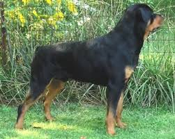 Rottweiler Weight How Much Should Your Dog Weigh