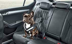 Seatbelt To Keep Your Dog Safe