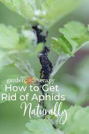 How To Get Rid Of Aphids Naturally