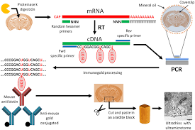 (= complementary dna) viral reverse transcriptase can be used to synthesize dna that is type: Frontiers In Situ Rt Pcr Optimized For Electron Microscopy Allows Description Of Subcellular Morphology Of Target Mrna Expressing Cells In The Brain Cellular Neuroscience