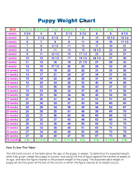 Miniature Poodle Weight Growth Chart Goldenacresdogs Com