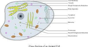 what is a vacuole understanding the 4