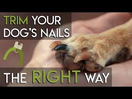 how to trim dog nails the right way