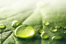 green leaf macro droplets