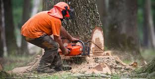 Maybe you would like to learn more about one of these? Dayton Tree Cutting Tree Removal Service