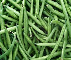 how to grow bush green beans and pole
