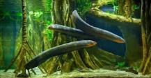 What eats an electric eel?