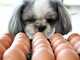 meu cachorro pode comer ovo