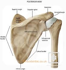 Instead of your doctor simply saying that the patient knee hurts, he or she can say that the patient's knee hurts anterolaterally. Bones Joints Of The Shoulder Shoulderdoc