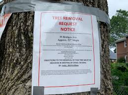 Tree removal permits are required to make sure that only unhealthy, dead, hazardous or problematic trees are removed from property in the city limits. Multi Step Process To Remove Newton Trees News Metrowest Daily News Framingham Ma Framingham Ma