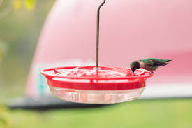 hummingbird nectar recipe best ratio