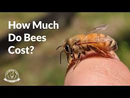cost to start beekeeping