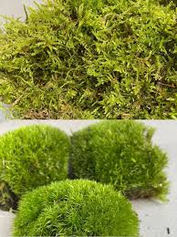 carpet moss terrarium supplies