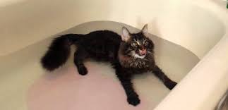 The question of how often you should bathe your indoor cat is a matter that's keenly debated. How To Bathe A Maine Coon Maine Coon Expert