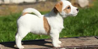 Download in under 30 seconds. How And When To Start Training Your Jrt Puppy Happy Jack Russell