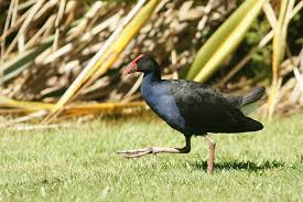 Pest Bird Species In New Zealand
