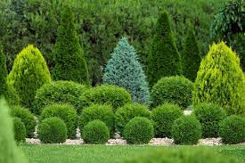19 Arborvitae Landscaping Ideas How To