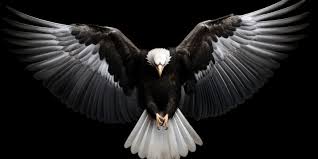 black eagle images browse 2 157