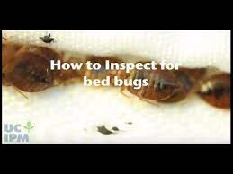 How To Inspect For Bed Bugs You
