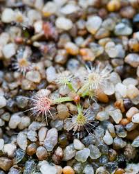 Initial guesses were that those germinated were actually all d.nitidula x pulchella. Sundews The Carnivore Girl Part 2