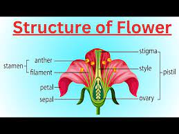 structure of flower drawing