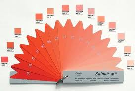 Salmon Color Chart Bittersweet Symphony Salmon Pink