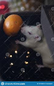 Year Of The Rat Christmas Mouse White Rat Mouse Nibbles