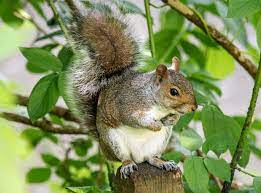 all about fox squirrels and gray squirrels
