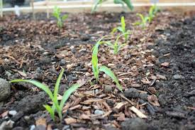 How To Plant And Grow Sweet Corn At