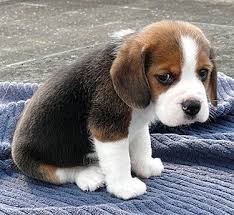 Beautiful cute puppies wallpapers, most beautiful puppies in the world very innocent puppies and sharp of every things loving puppies two loving puppies latest. Sad Puppy Steemit